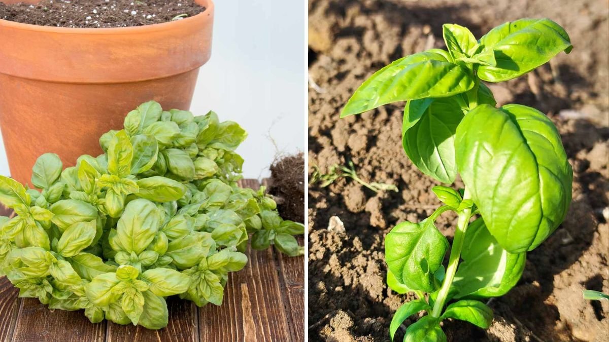 How to Prune Basil for the Bushiest Plant Ever