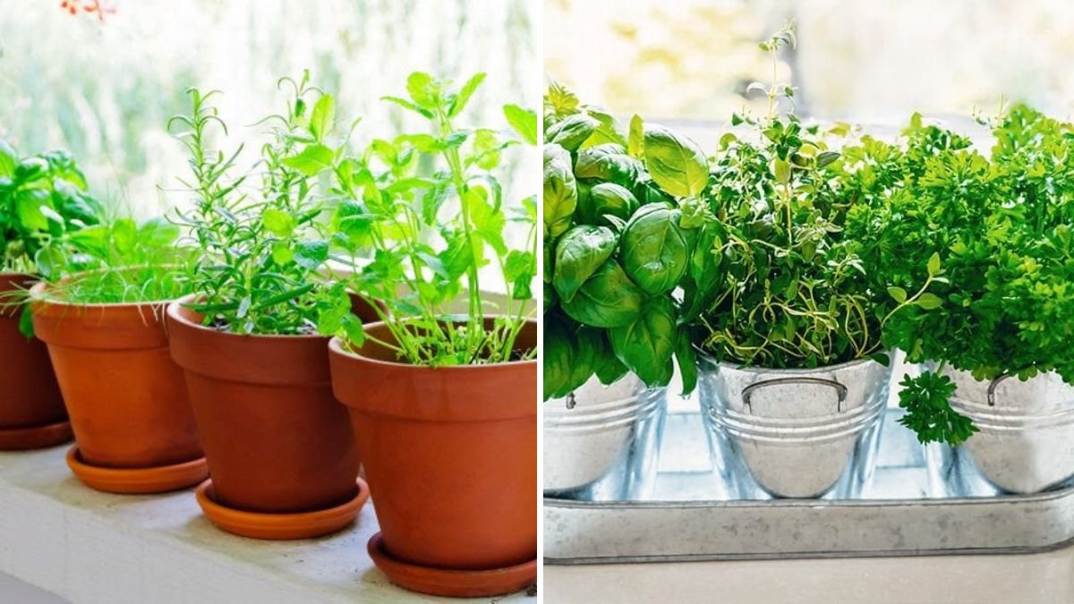 5 Herbs That Grow Best Indoors With Minimal Sunlight
