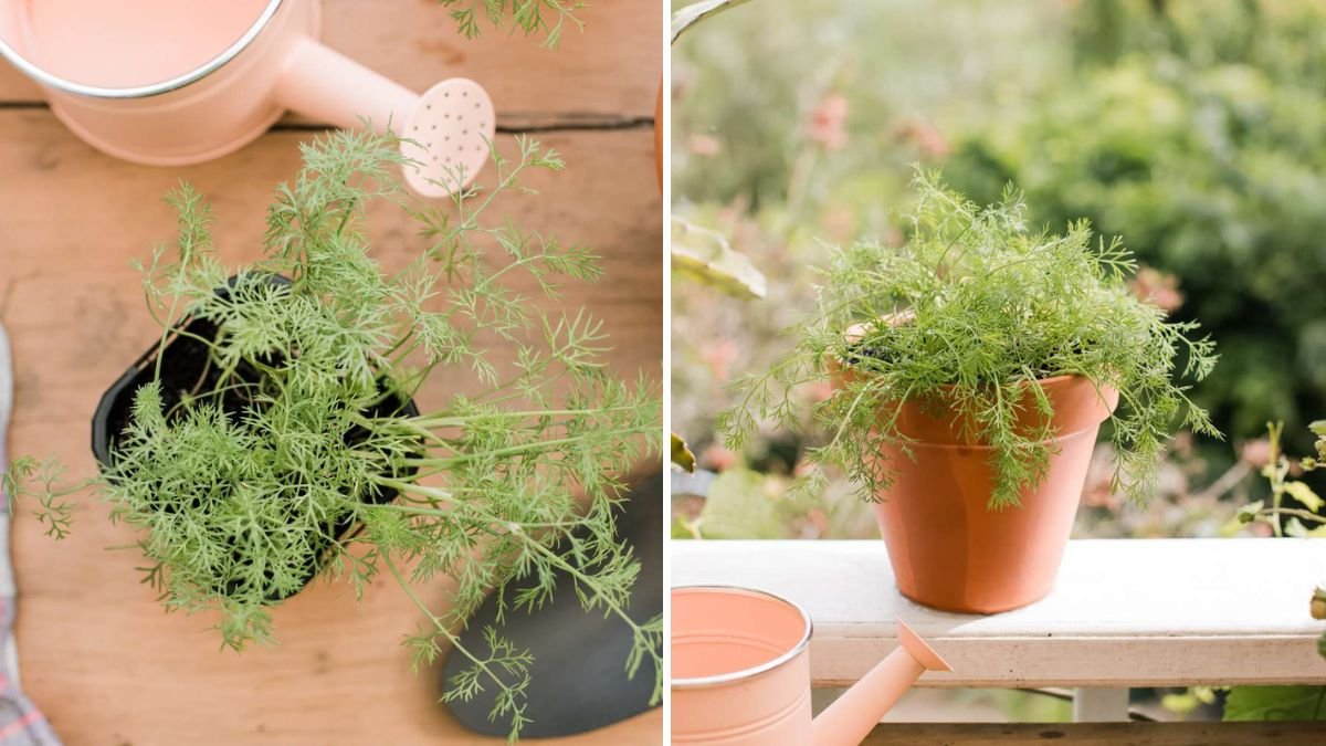 How to Grow Dill Indoors for Fresh Flavor All Year Long