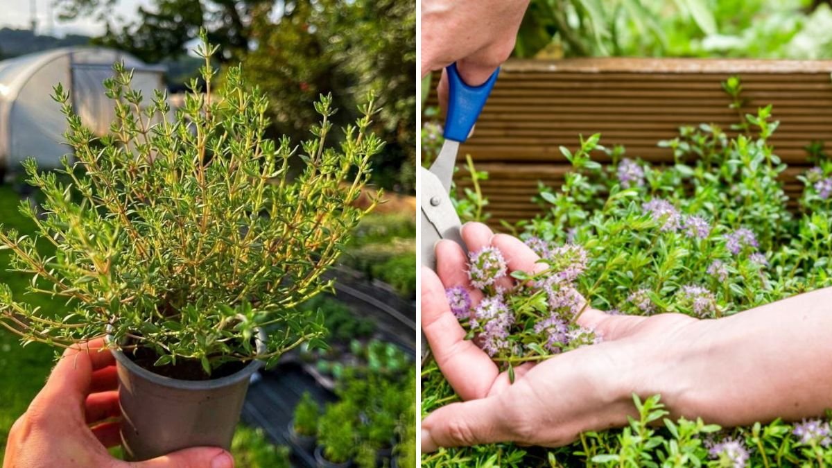 The Best Time to Harvest Thyme for Maximum Aroma