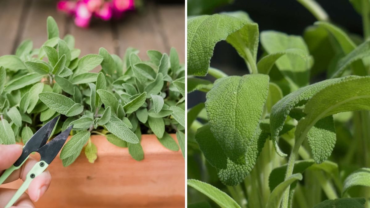 How to Grow Sage in Containers for Culinary and Medicinal Use