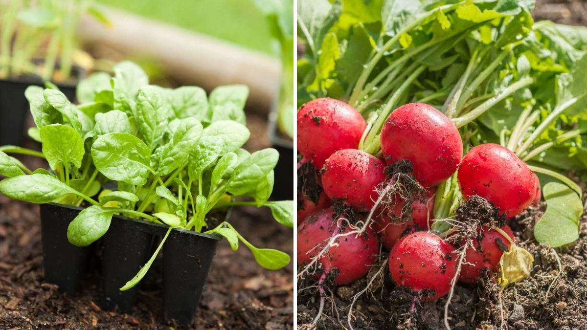 9 Vegetables to Plant in Spring for the First Harvest of the Year