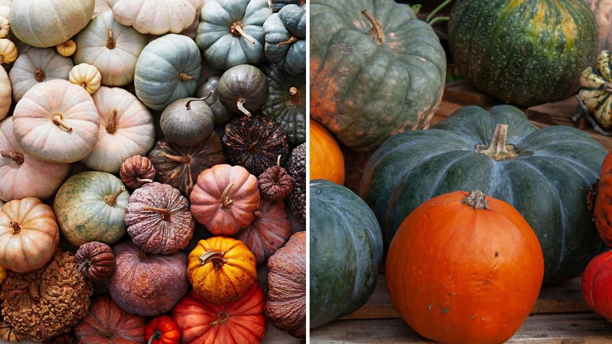 How to Grow Pumpkins for Fall Pies, Soups, and Decorations