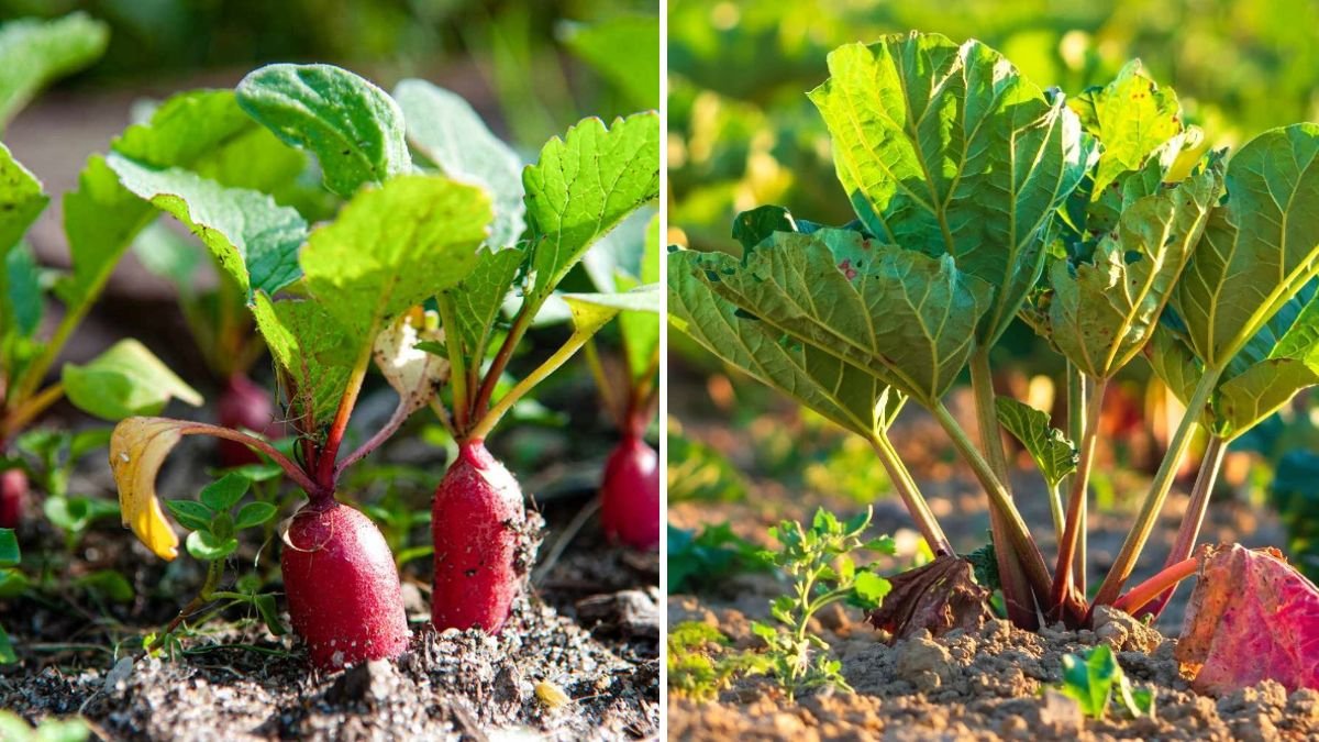 The Best Vegetables to Grow in Summer Heat, According to Gardeners
