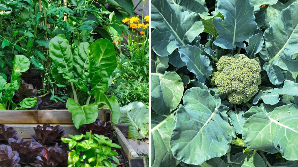 5 Vegetables to Plant in August for a Fall Harvest