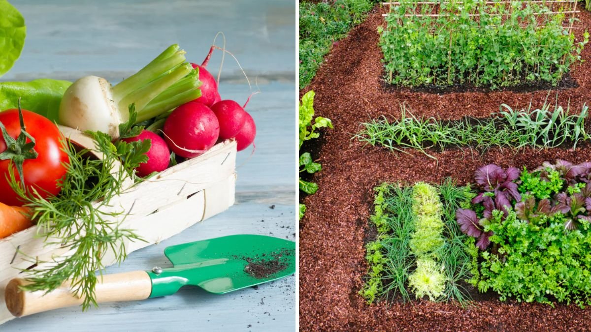 When to Start Your Spring Garden Indoors for Early Crops