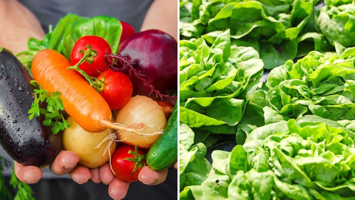 The Best Winter Crops to Grow in Greenhouses for Fresh Food Year-Round