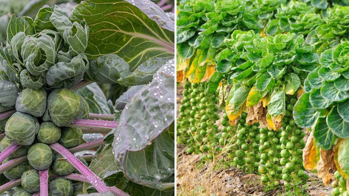 How to Grow Brussels Sprouts for Winter Harvests