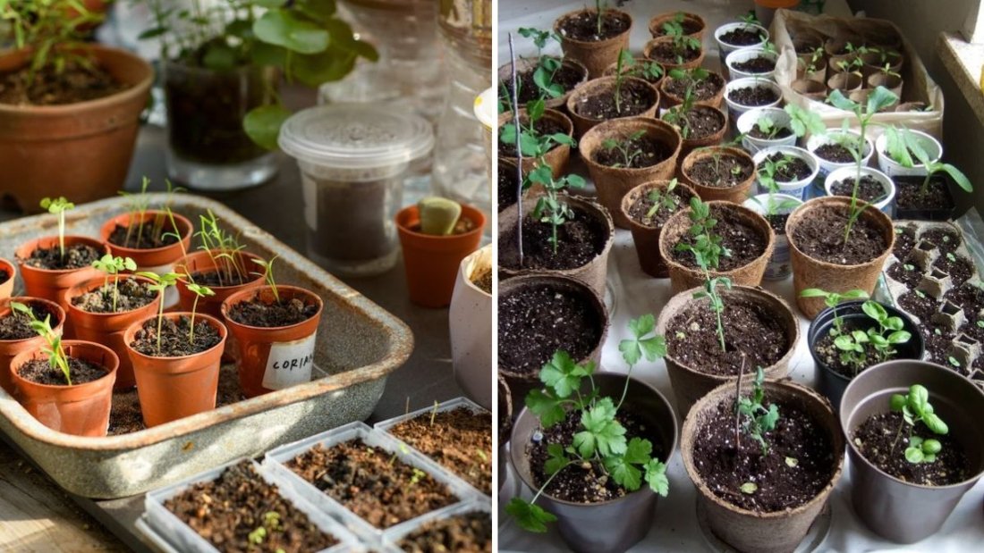 5 Household Items You Can Repurpose for Seed Starting