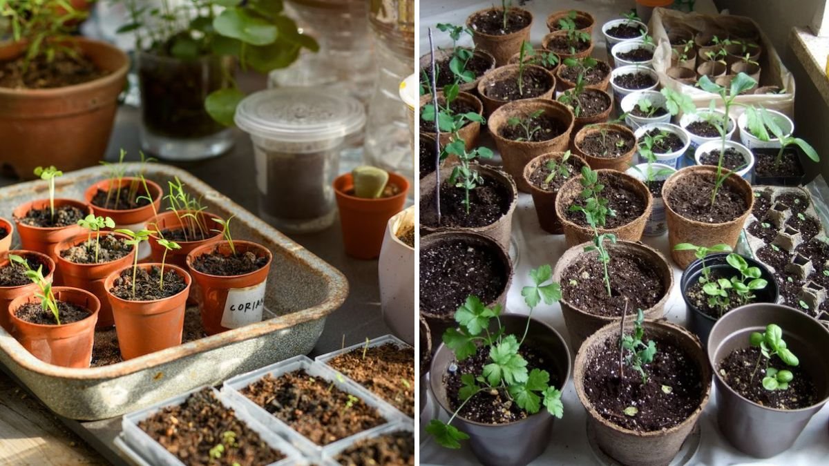 5 Household Items You Can Repurpose for Seed Starting