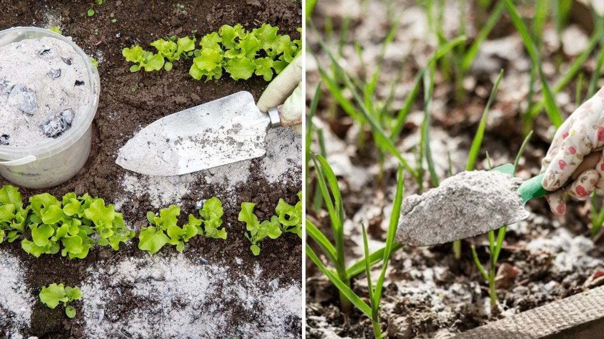 How to Use Wood Ash in the Garden for Healthier Soil