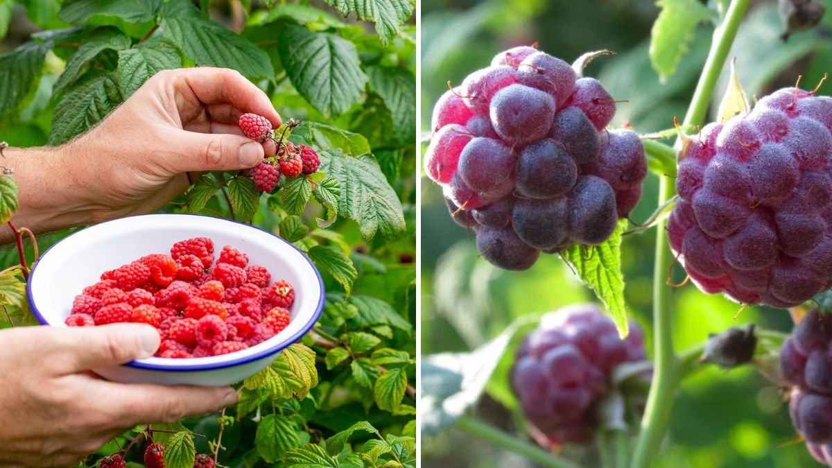 How to Grow Raspberries in Containers for Sweet Harvests