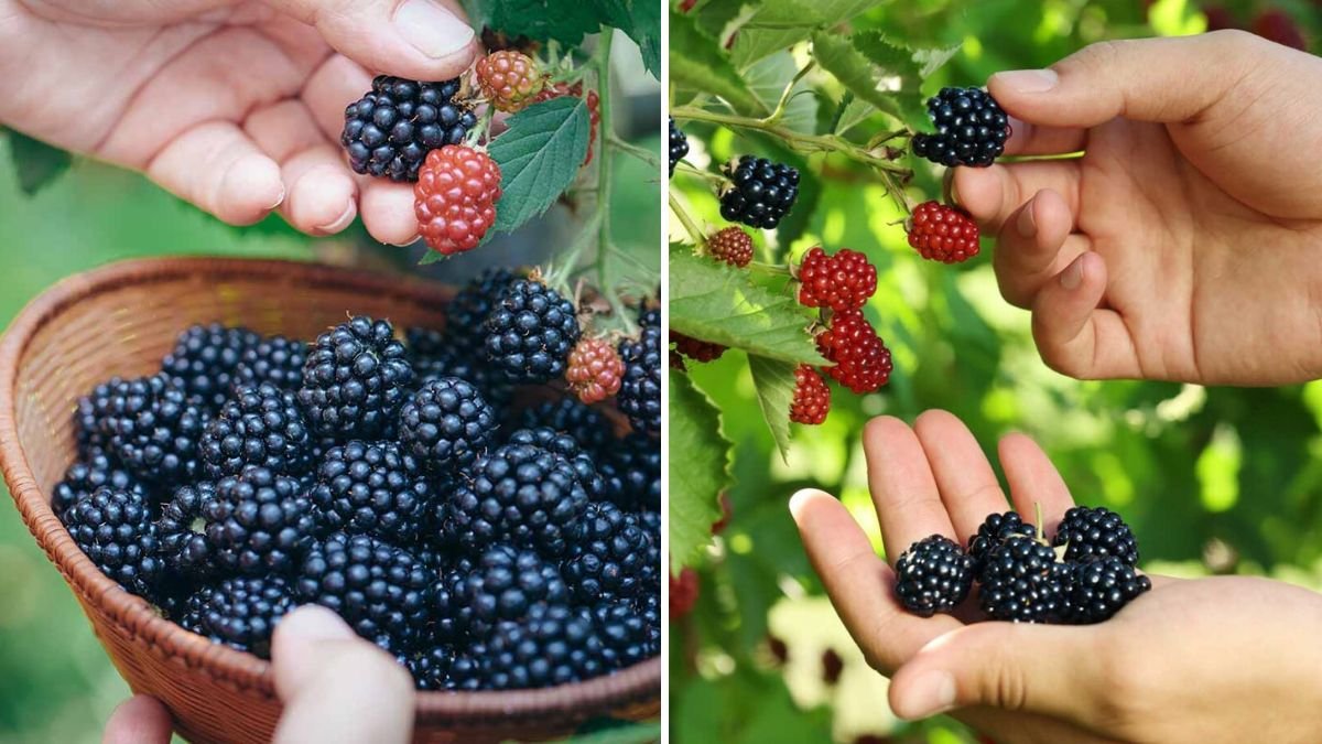 5 Easy Steps to Grow Blackberries in Your Backyard