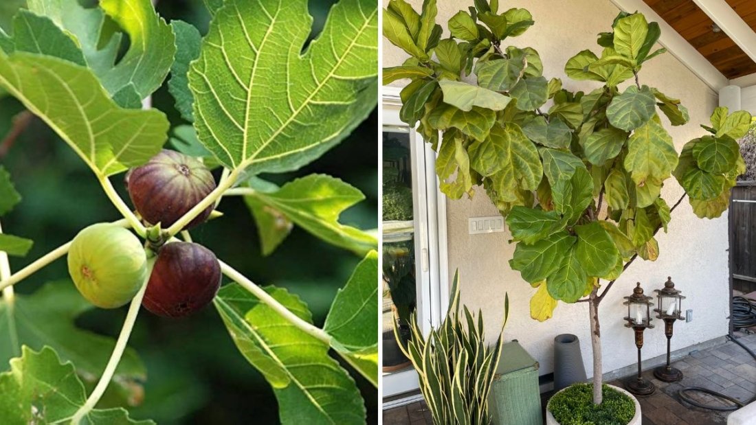 How to Grow a Fig Tree Indoors for Fresh Figs Anytime