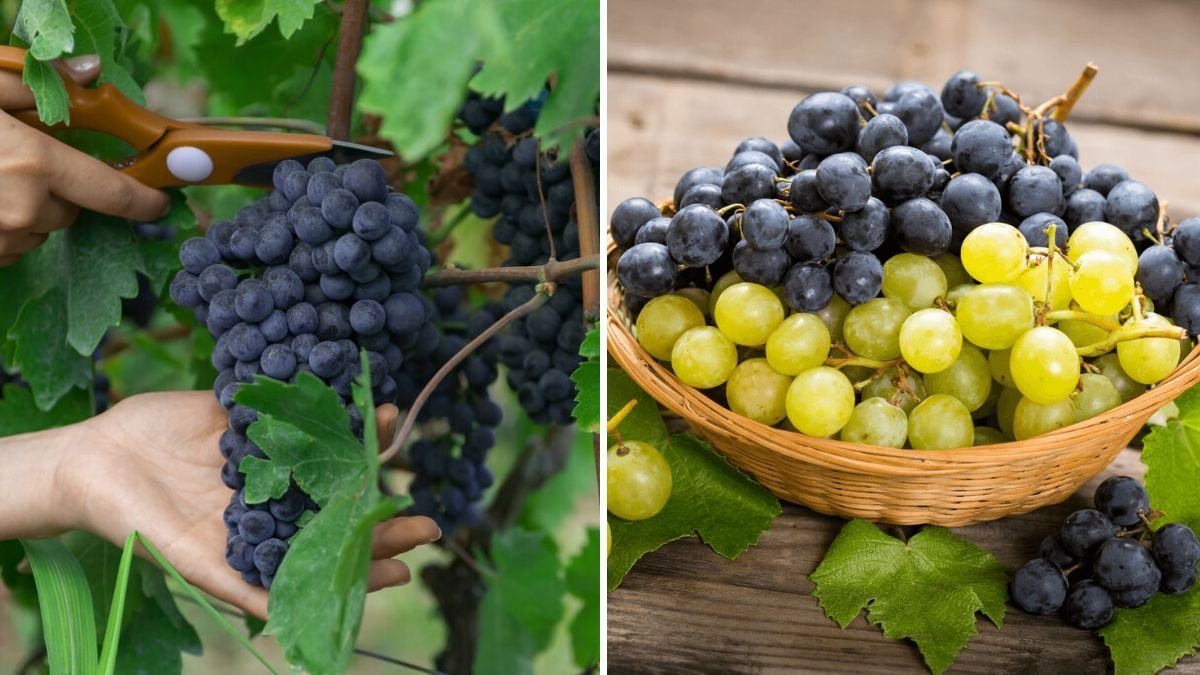 The Best Time to Harvest Grapes for Wine or Fresh Eating
