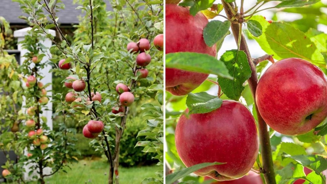 How to Grow Apples in Small Backyards with Dwarf Trees