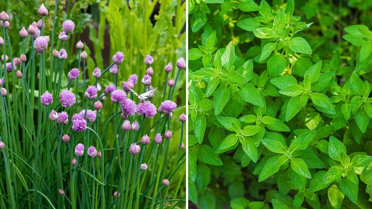 5 Perennial Herbs That Come Back Every Year With Little Care