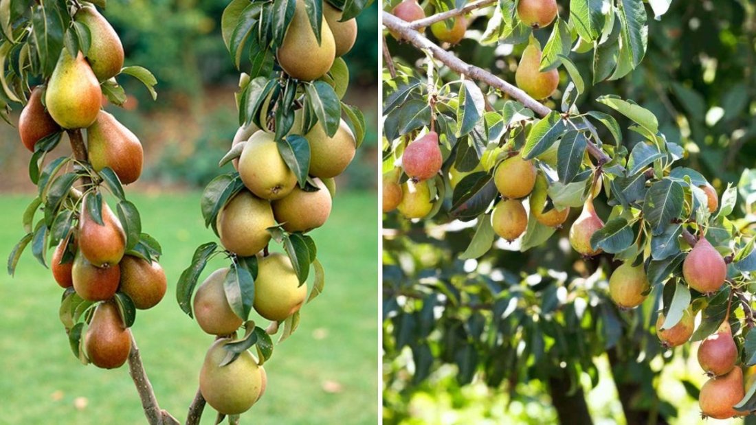 How to Grow Pear Trees for Juicy, Homegrown Fruit