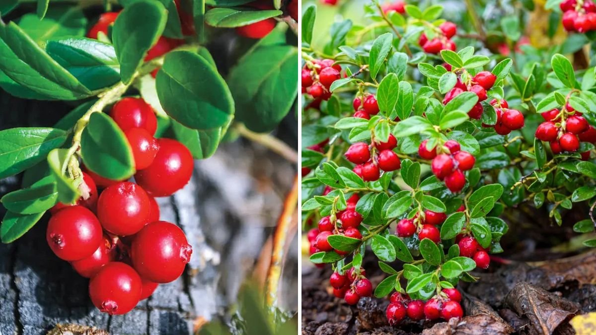 7 Reasons Your Berry Bushes Aren’t Producing Fruit