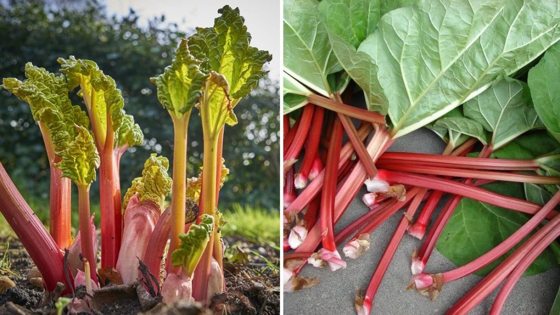 How to Grow Rhubarb in Your Garden for Pies and Desserts