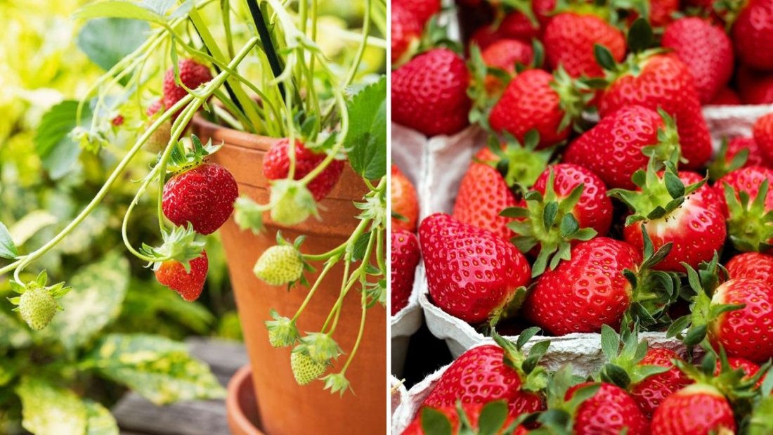 How to Keep Your Strawberry Patch Healthy Year After Year
