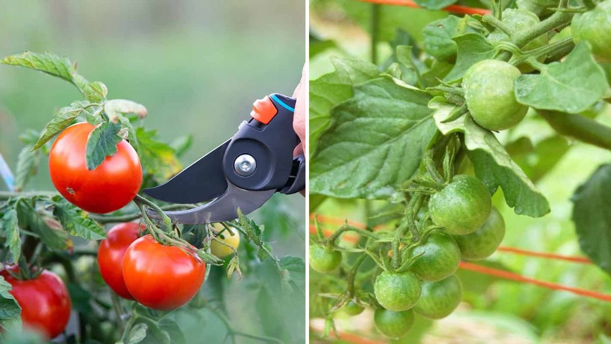 Why You Should Never Pull Tomato Suckers the Wrong Way
