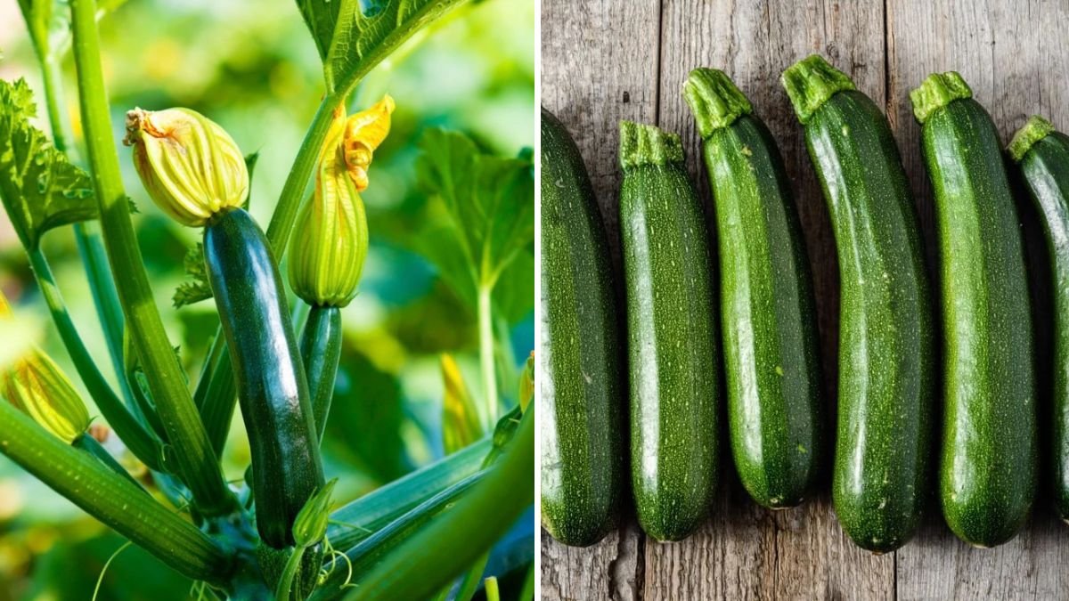 5 Reasons Your Zucchini Plants Aren’t Producing Fruit