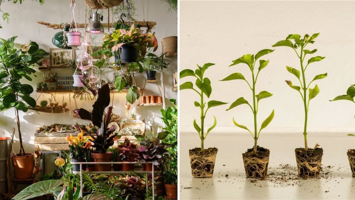 Why Overcrowding Plants Leads to Poor Harvests