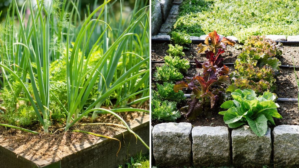 The Most Common Mistakes Beginners Make With Raised Beds