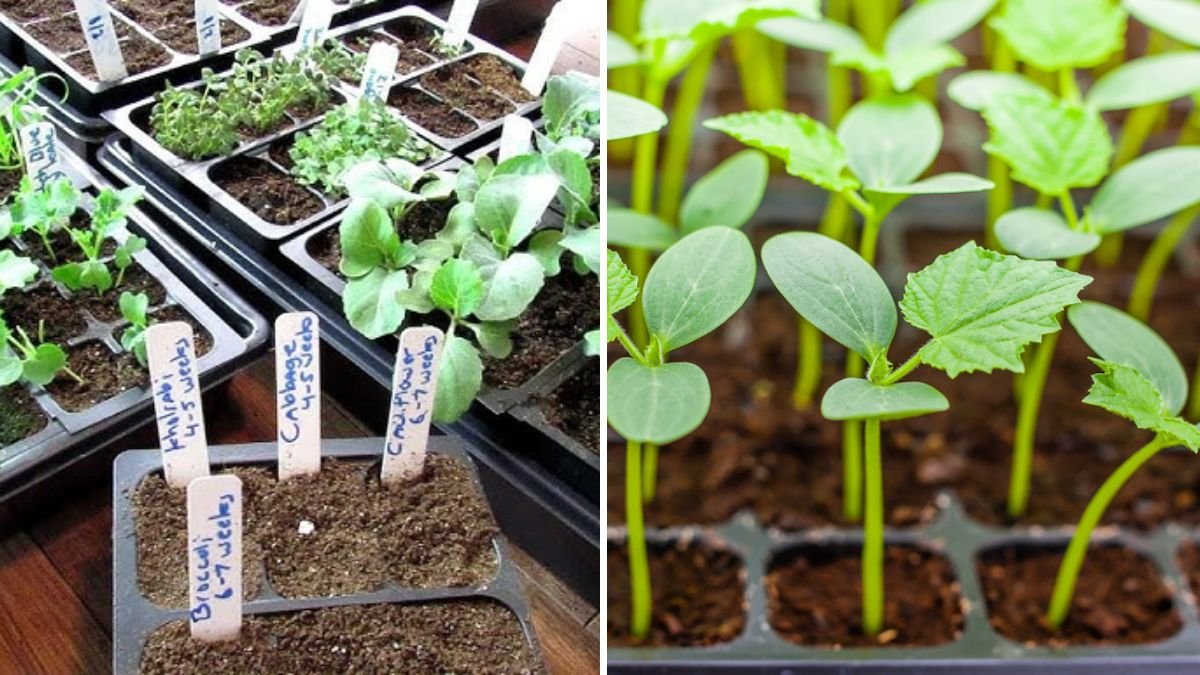 6 Reasons Your Seeds Aren’t Germinating—and How to Fix It