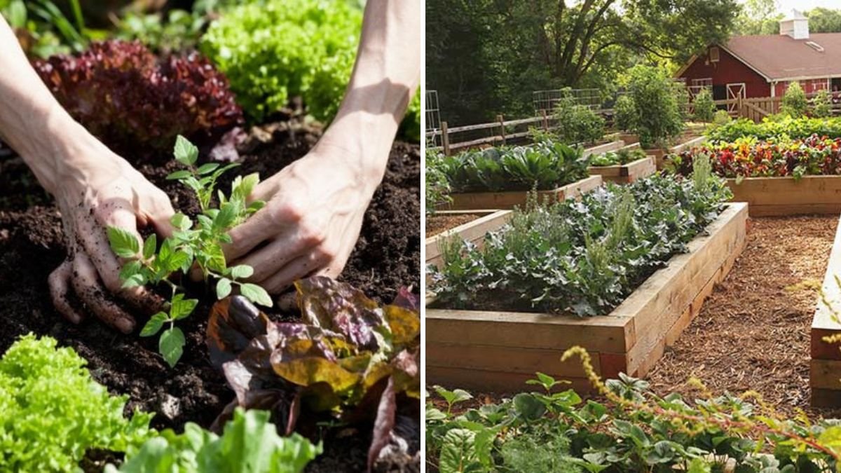Why You Should Rotate Crops Every Year in Your Garden