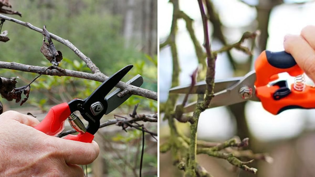 Why Pruning at the Wrong Time Can Ruin Your Harvest