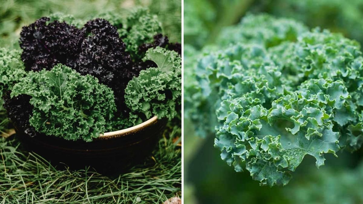 How to Grow Perennial Kale That Produces Year After Year