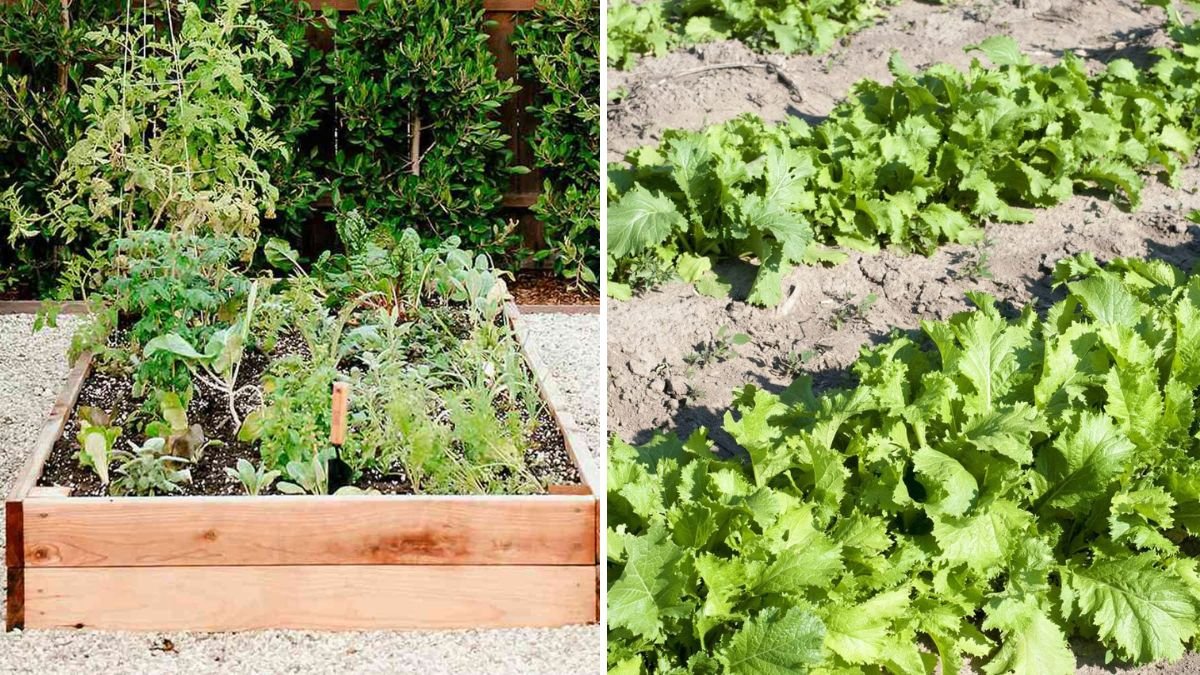 5 Tips to Make Your Vegetable Garden More Drought-Resistant