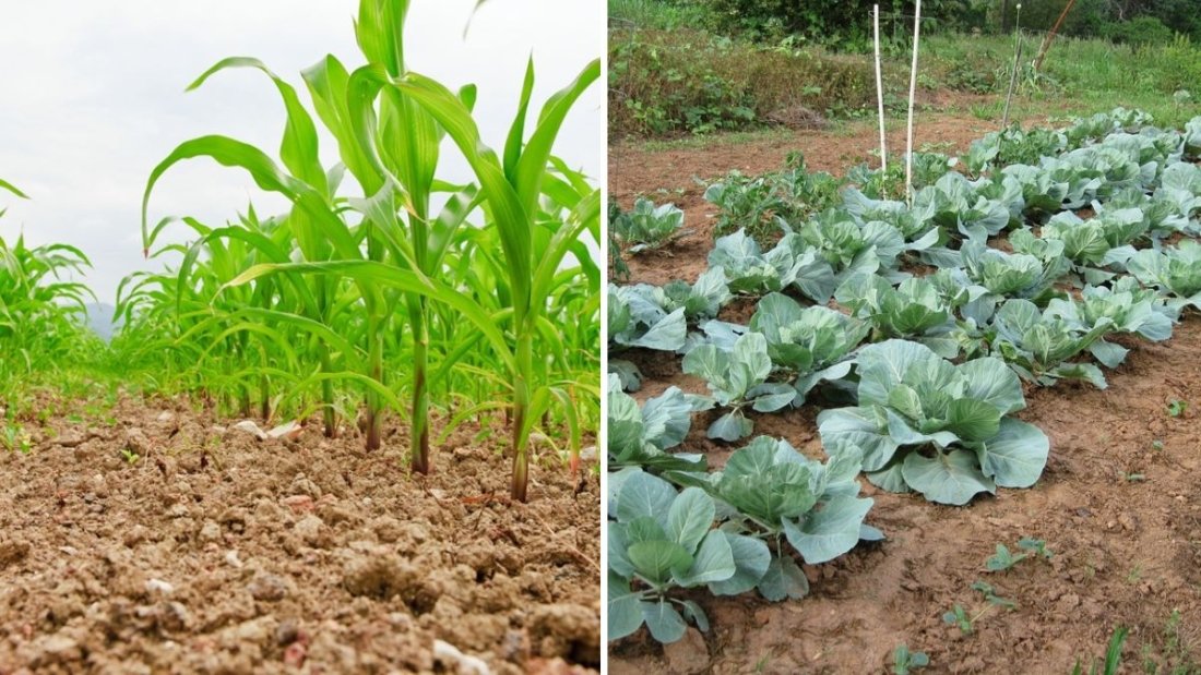 How to Use Crop Rotation to Keep Soil Healthy for Decades