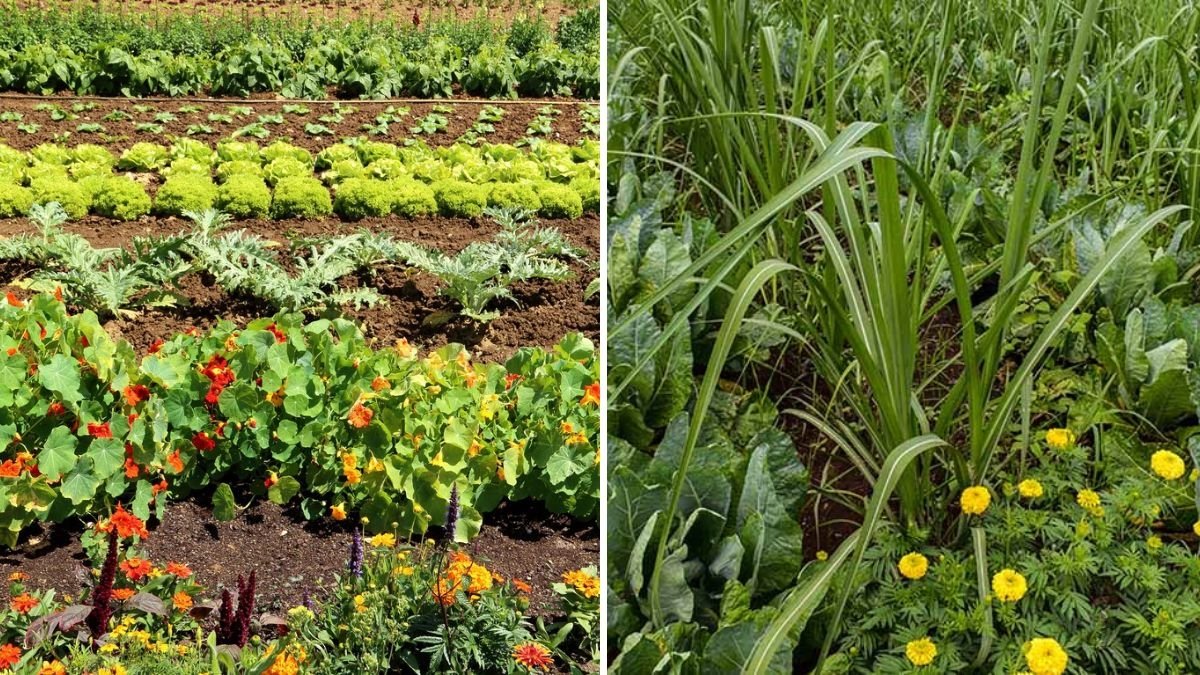 The Best Companion Planting Strategies for Organic Gardens