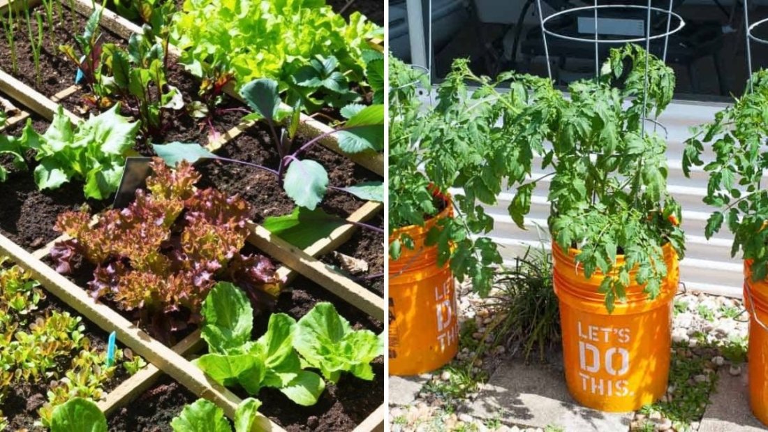 How to Create a Self-Watering Container for Vegetables