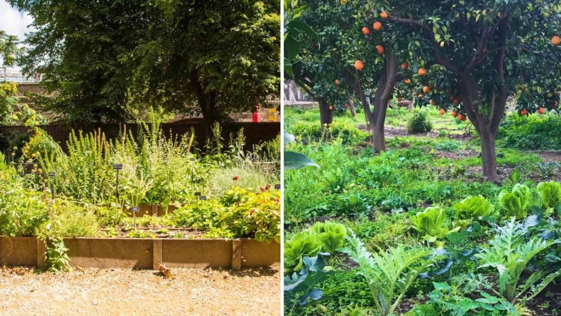 How to Grow Perennial Vegetables for a No-Till Garden