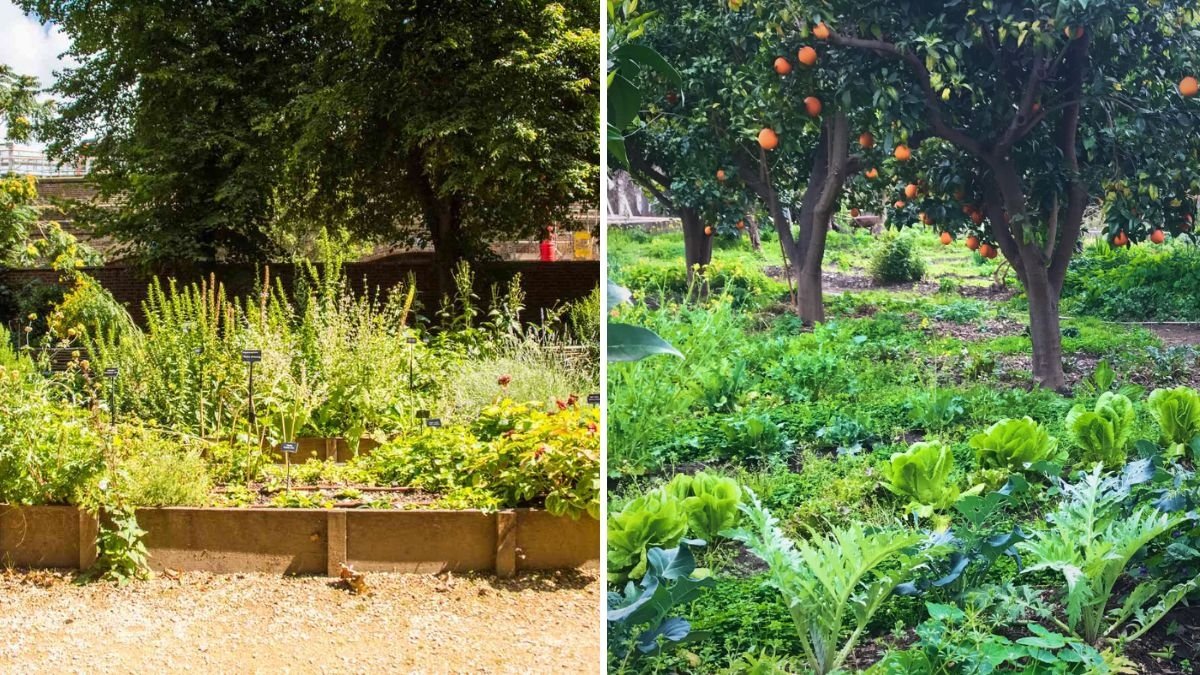 How to Grow Perennial Vegetables for a No-Till Garden