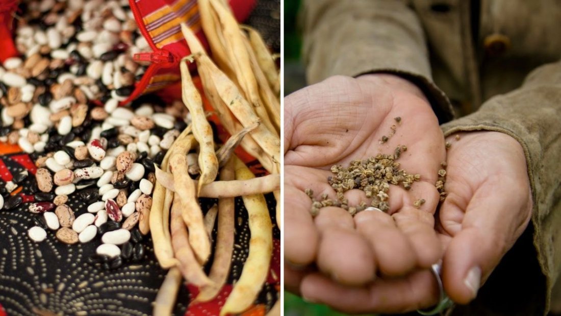 The Ultimate Guide to Saving Seeds From Your Garden