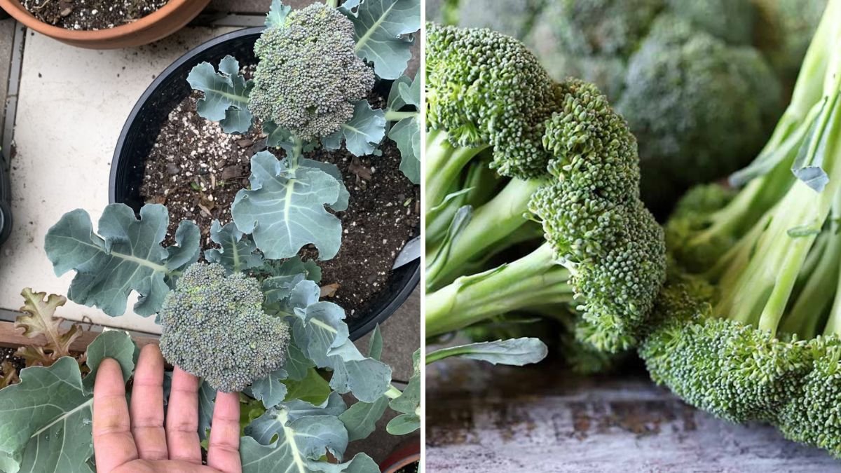 How to Grow Broccoli in Containers for Compact Gardens