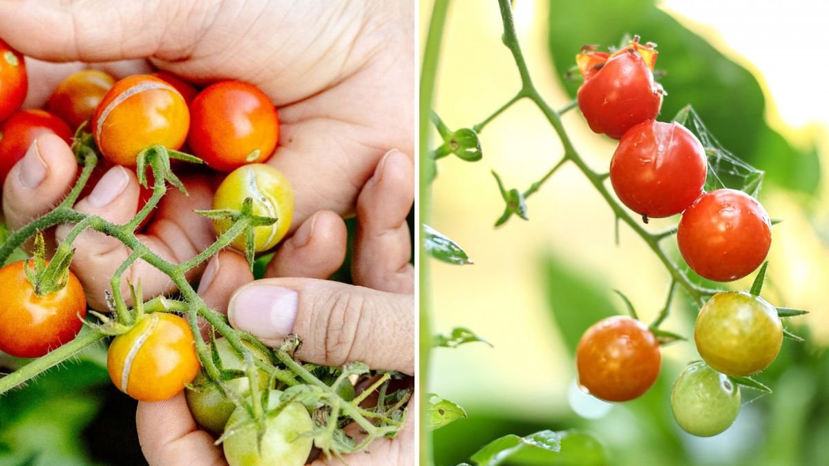The Secret to Getting Juicy Tomatoes Without Cracking