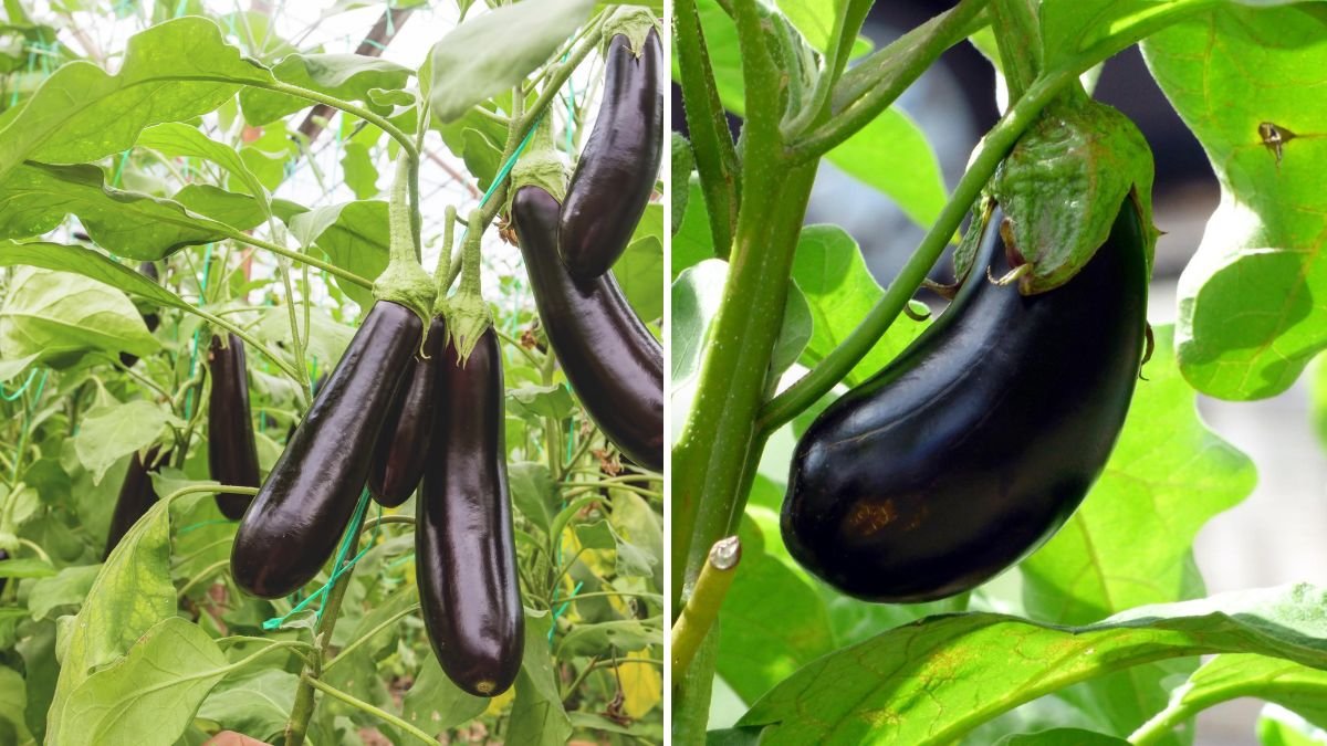 How to Grow Eggplants Indoors for a Long Harvest