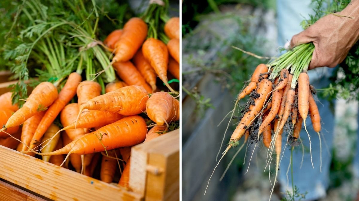 The Best Time to Harvest Carrots for Perfect Sweetness