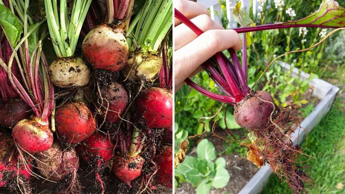 How to Grow Beets in Raised Beds for Bigger Roots