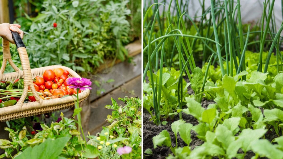 7 Companion Plants That Protect Tomatoes Naturally