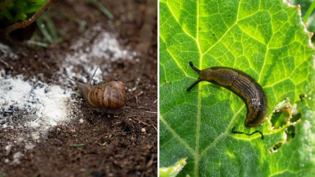 How to Keep Slugs Away Without Chemicals