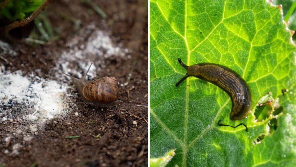 How to Keep Slugs Away Without Chemicals