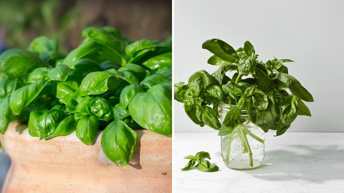 How to Extend the Life of Your Basil Plant Indoors
