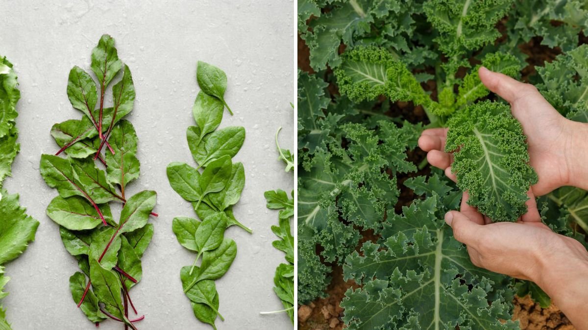 5 Fast-Growing Leafy Greens for Daily Harvest